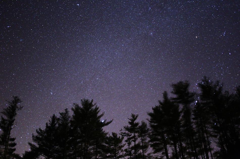 Dark Nature Night