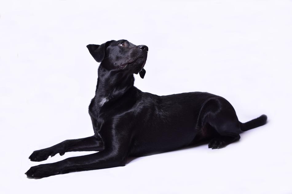 gorgeous Black Labrador