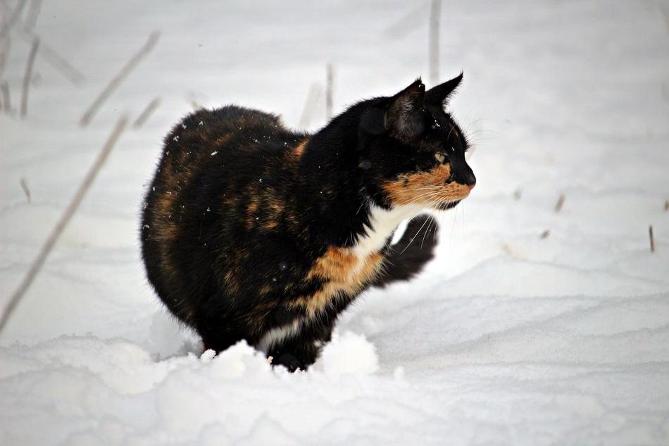 dark cat in deep snow