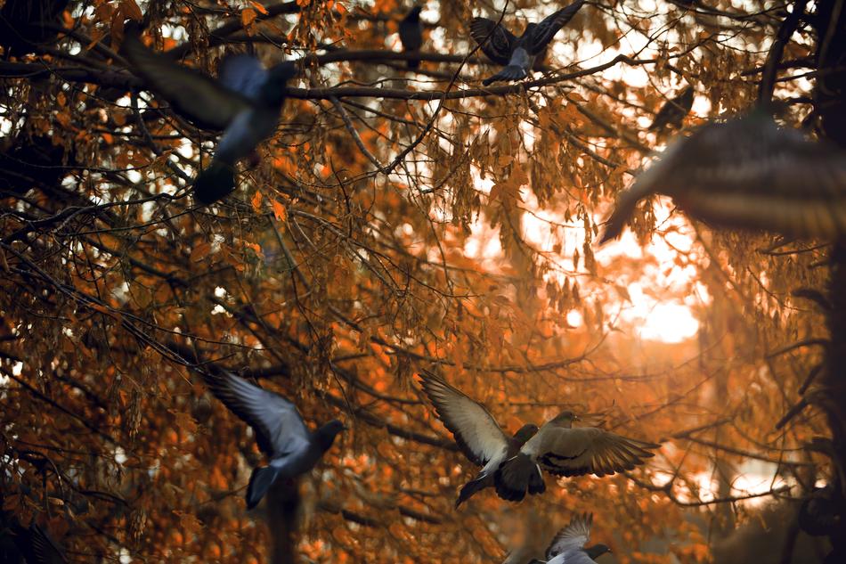 Birds and Light Tree