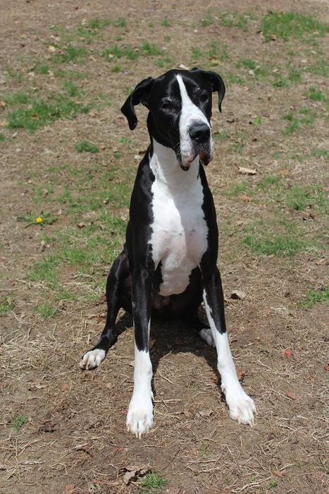 Great Dane sitting in the park