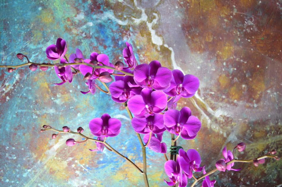 purple moth Orchid flowers at marble background