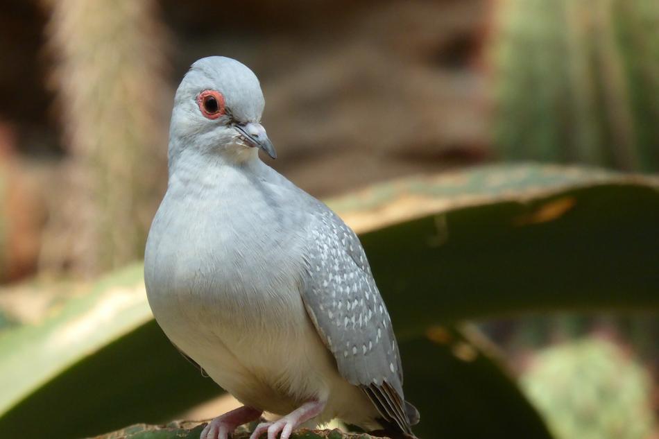 silver Dove in Desert