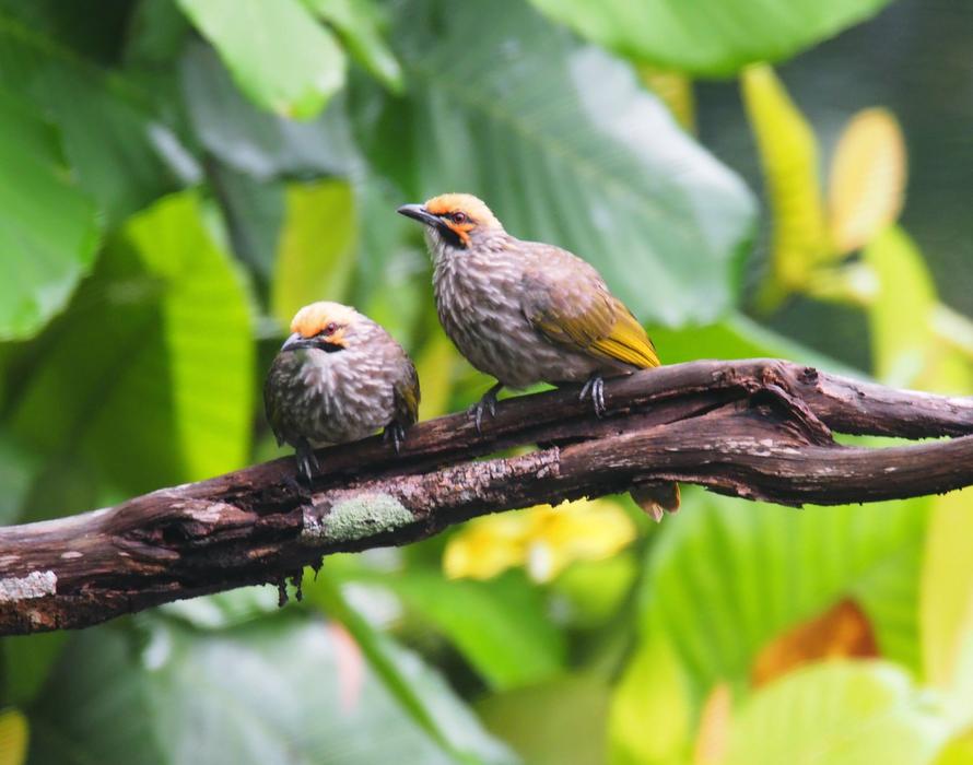 gorgeous Straw Headed Bulbul