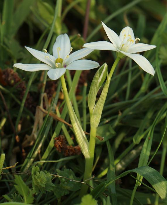 white flowers in the green