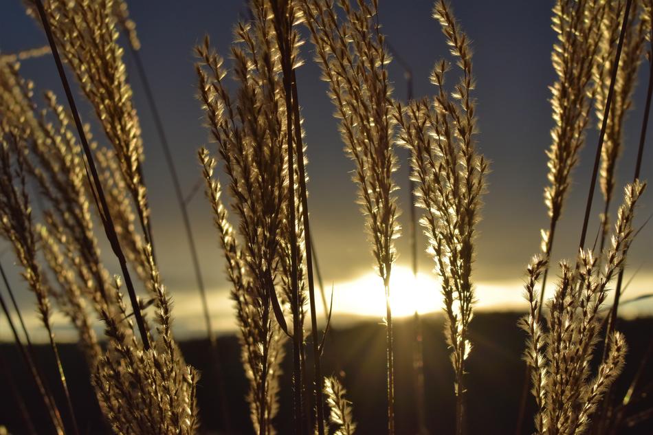 Morgenrot Morgenstimmung Grasses
