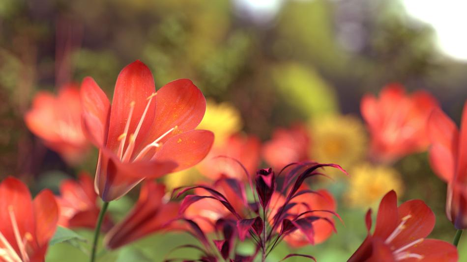 Beautiful Flowers Nature Red