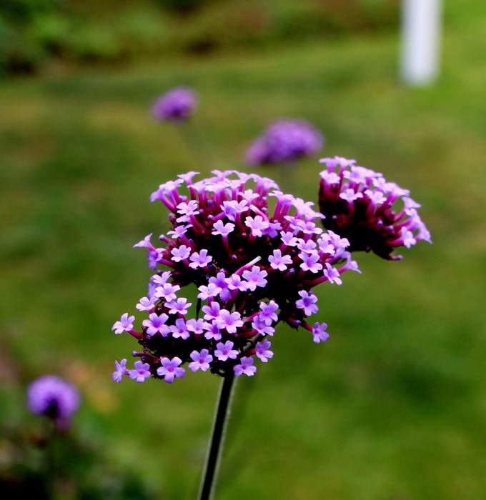 Verbena Verbenaceae Purpletop