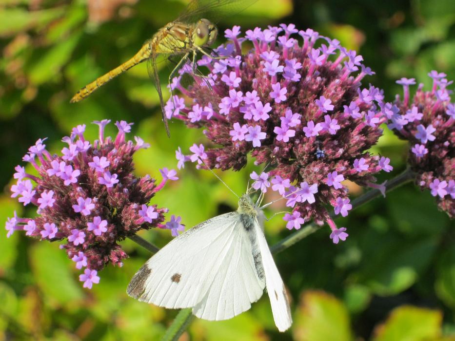 Dragonfly Butterfly Flower