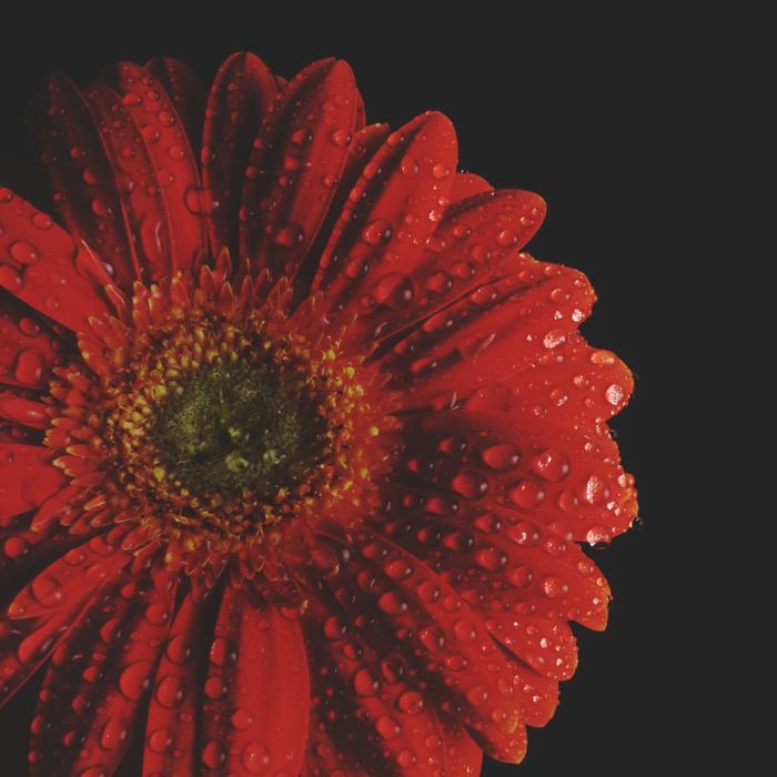 red gerbera flower with dew drops on black background