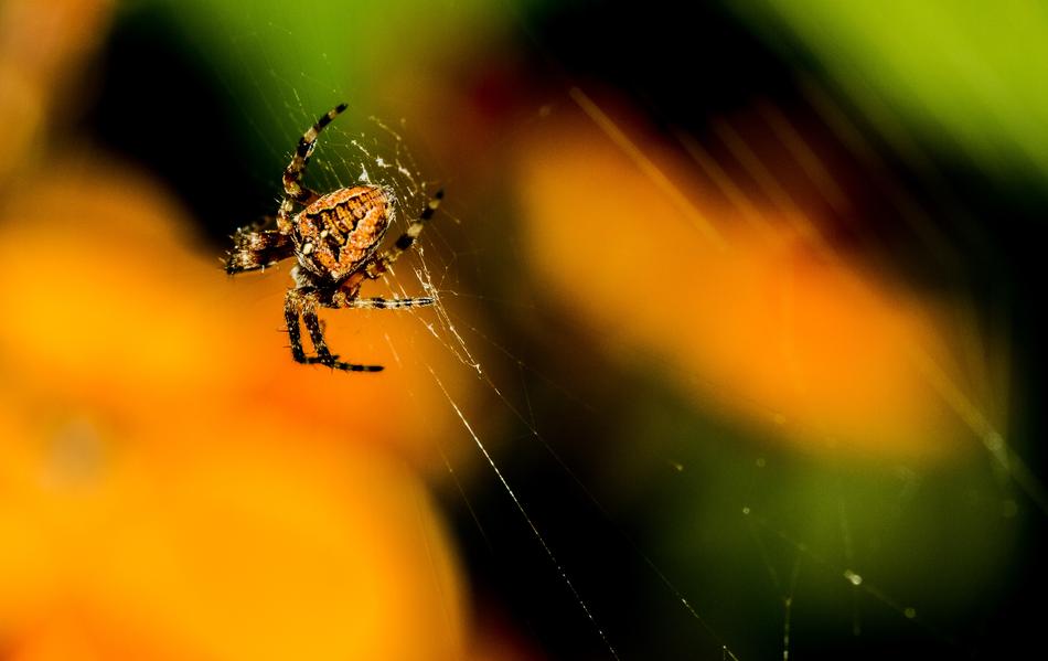 gorgeous Cobweb Insect