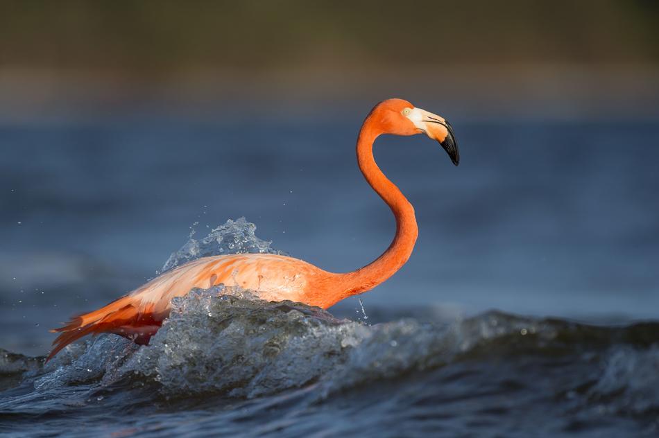Pink flamingos in water on a blurred background