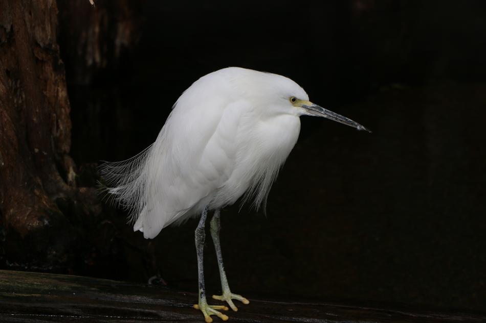 snowy egret standing at dusk