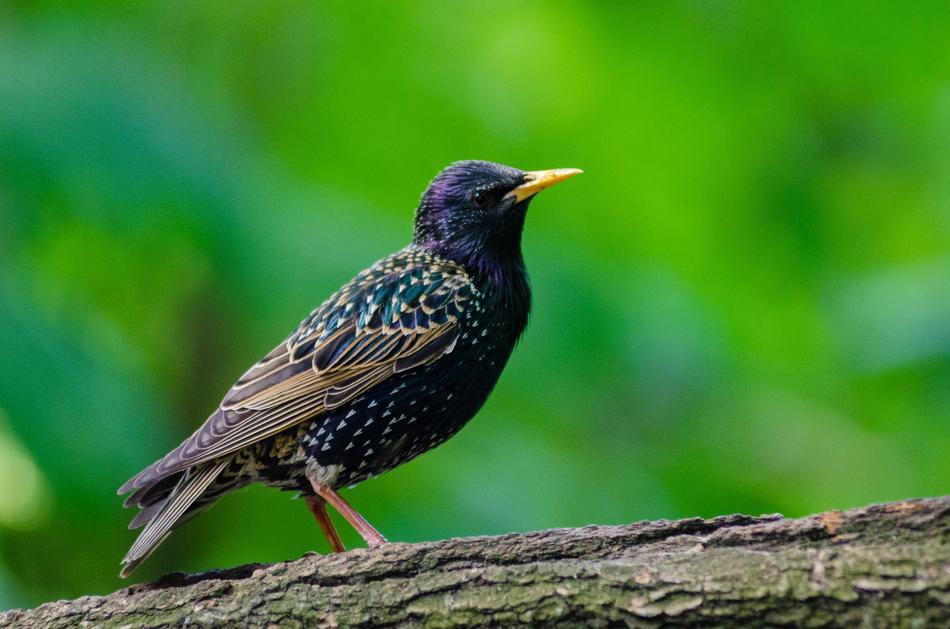 Starling close-up on blurred background