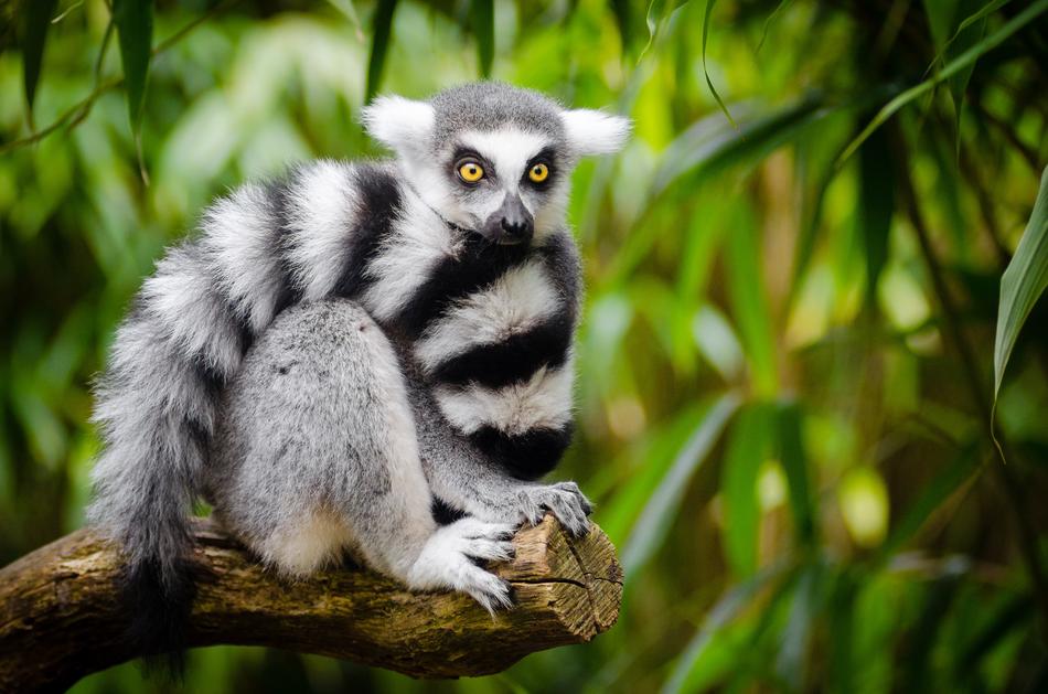 Beautiful, cute, gray, white and black, striped lemur on the branch, among the green plants in the jungle, among the green plants