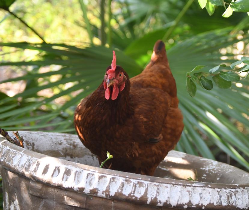 Red Chicken in the park