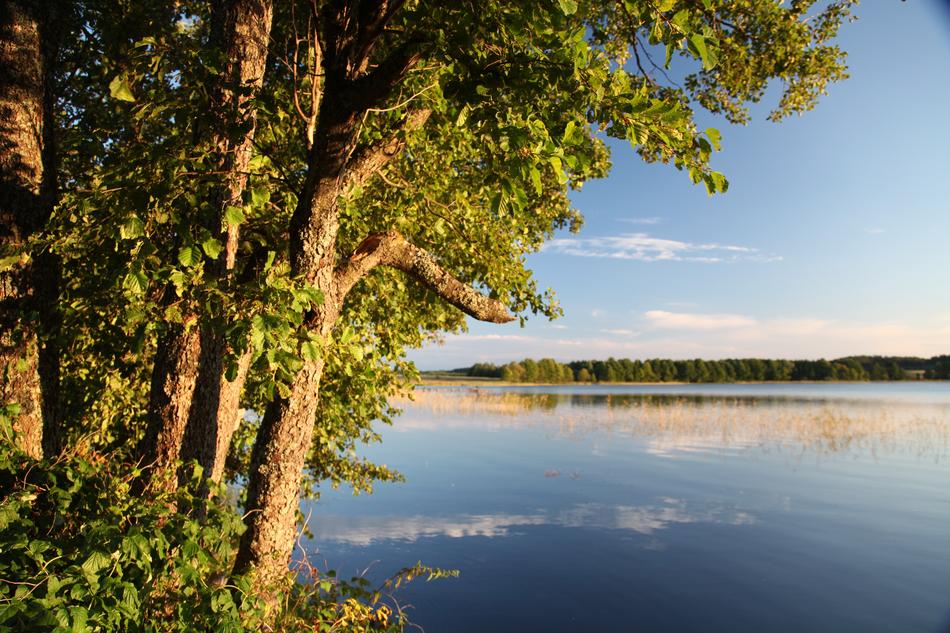 trees on water bank