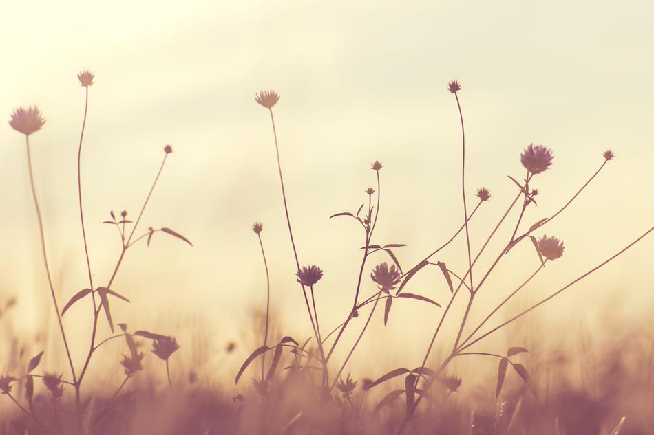 Bloom Blossom Flora