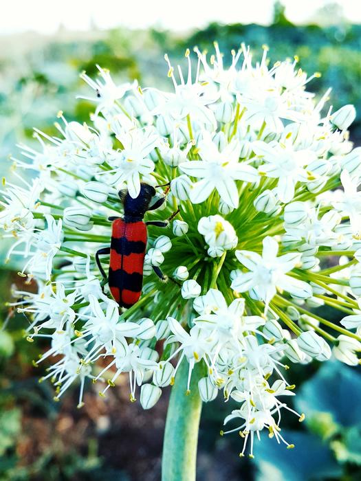 black and red bug on onion inflorescence