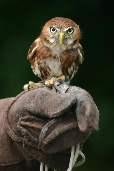 charming Owl perched hand in leather glove