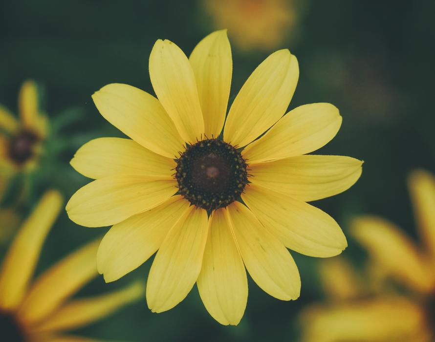 Beautiful Bloom Blossom