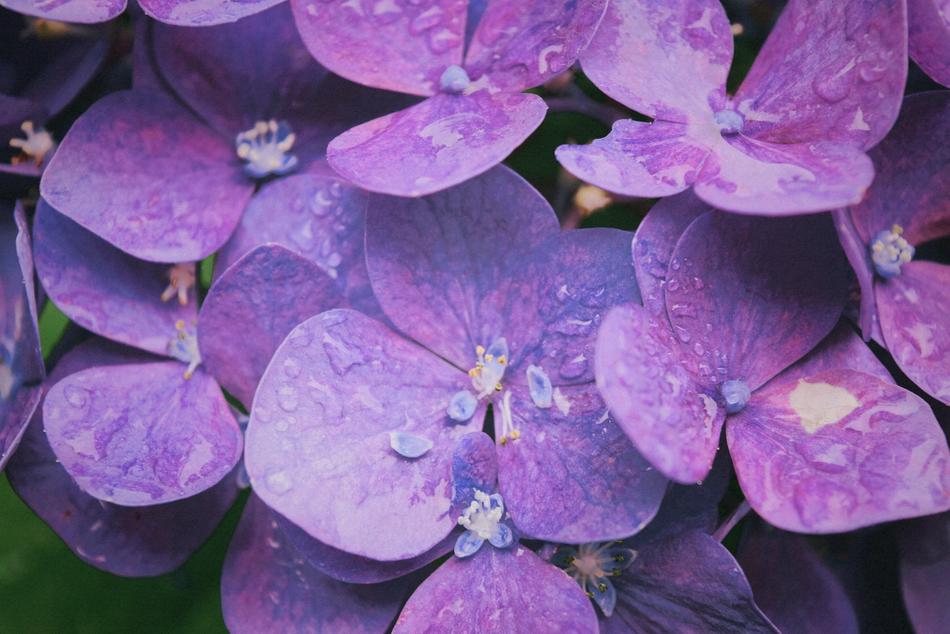 Bloom Blossom Flora