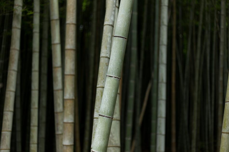Bamboos Nature Plant