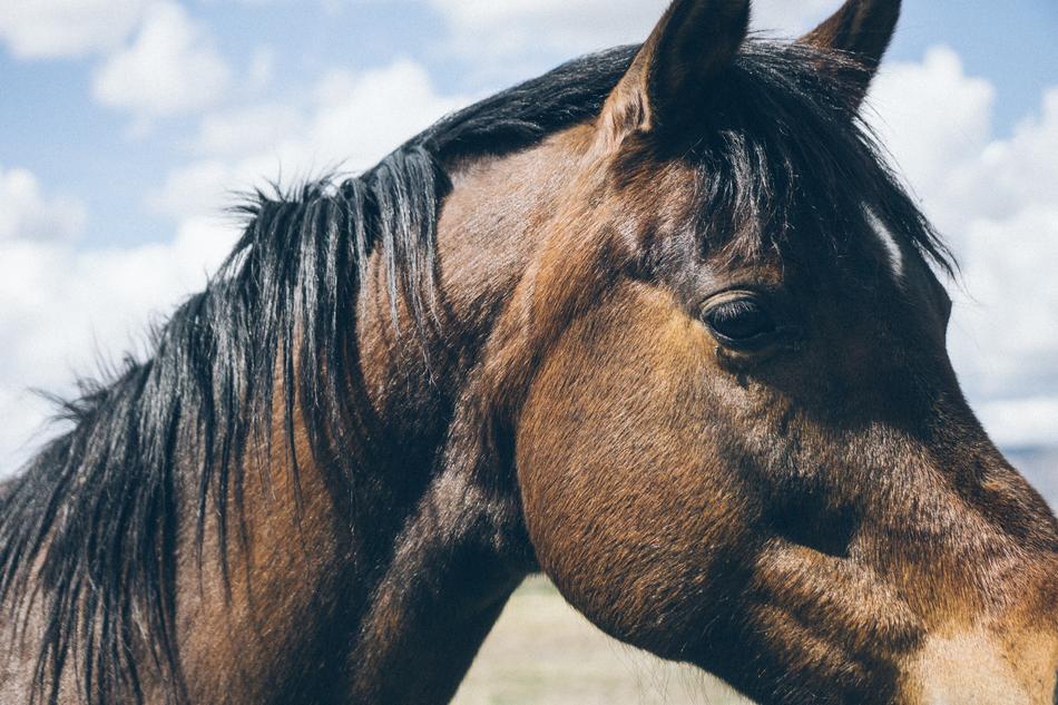 brown horse with black mane close up