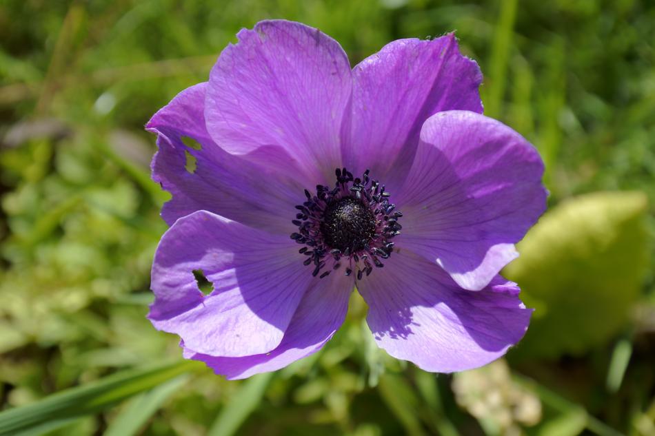 Beautiful Flowers Flower