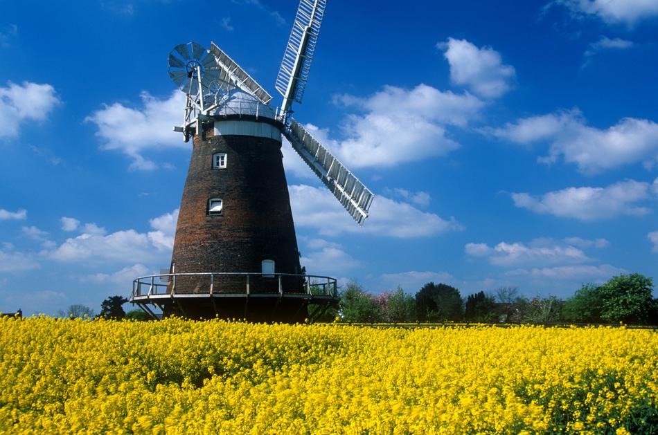 Yellow flowers on the mill landscape