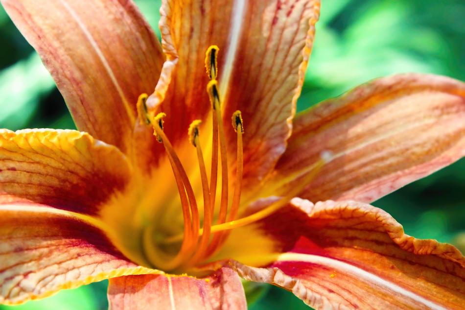 Flower Lily Floral