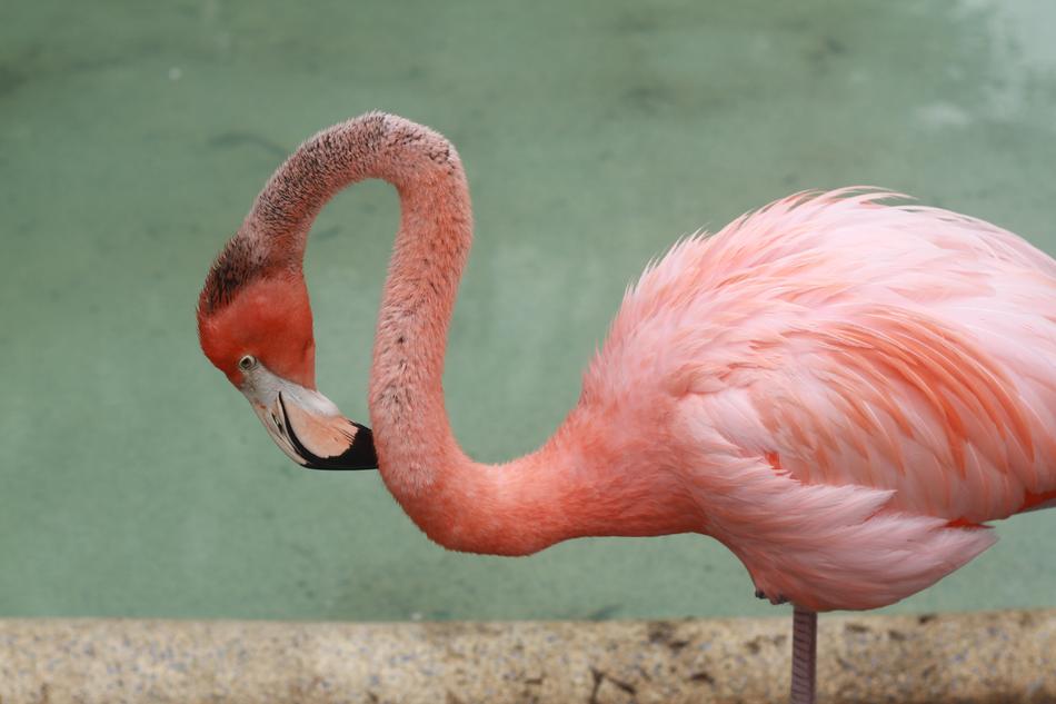 pink flamingo scratches its neck with a beak