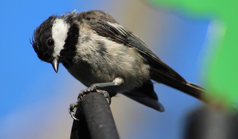 black-capped chickadee perched