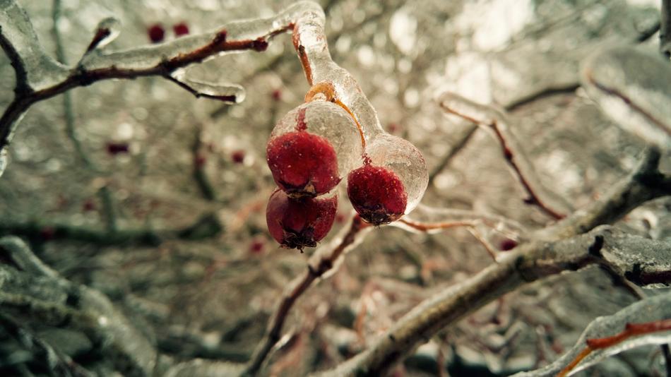 Winter Freezing Berry