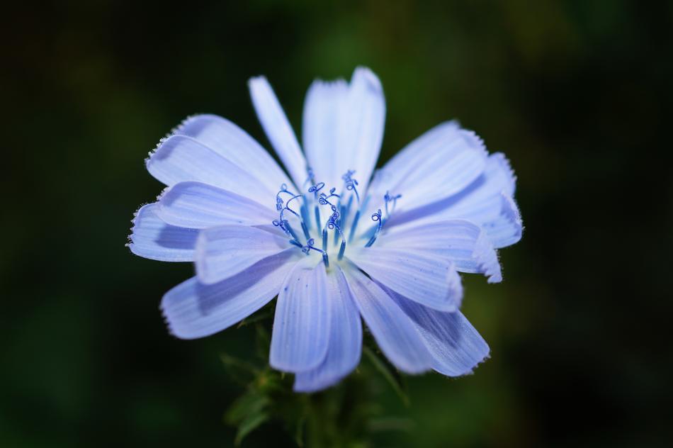 Bloom Blossom Flora