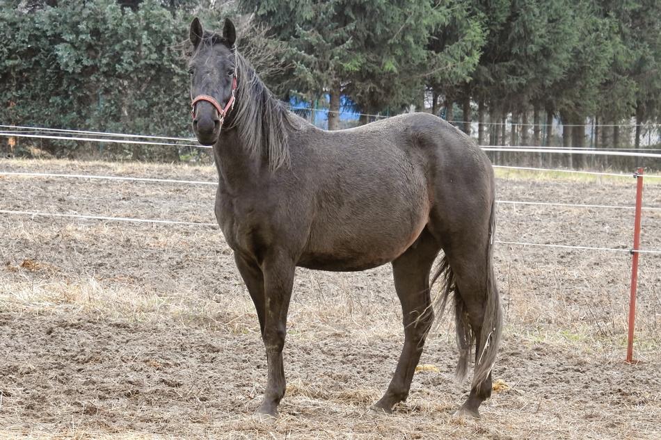 Horse Black-Brown