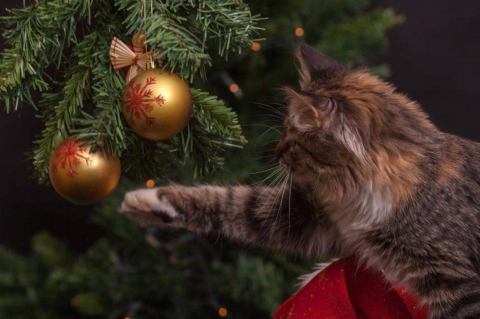 Beautiful, cute and colorful cat playing with shiny Christmas decorations on New Yea's Eve