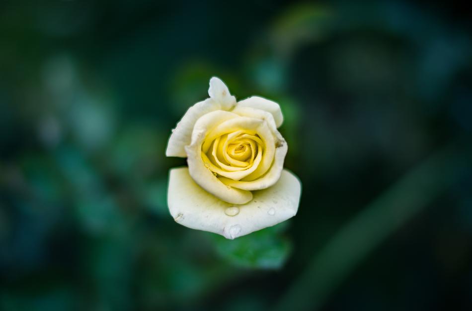Beautiful Blooming Blur