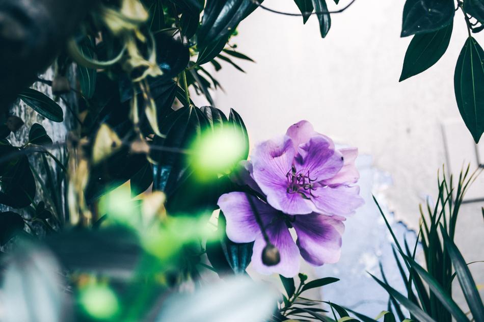 Beautiful Bloom Blooming