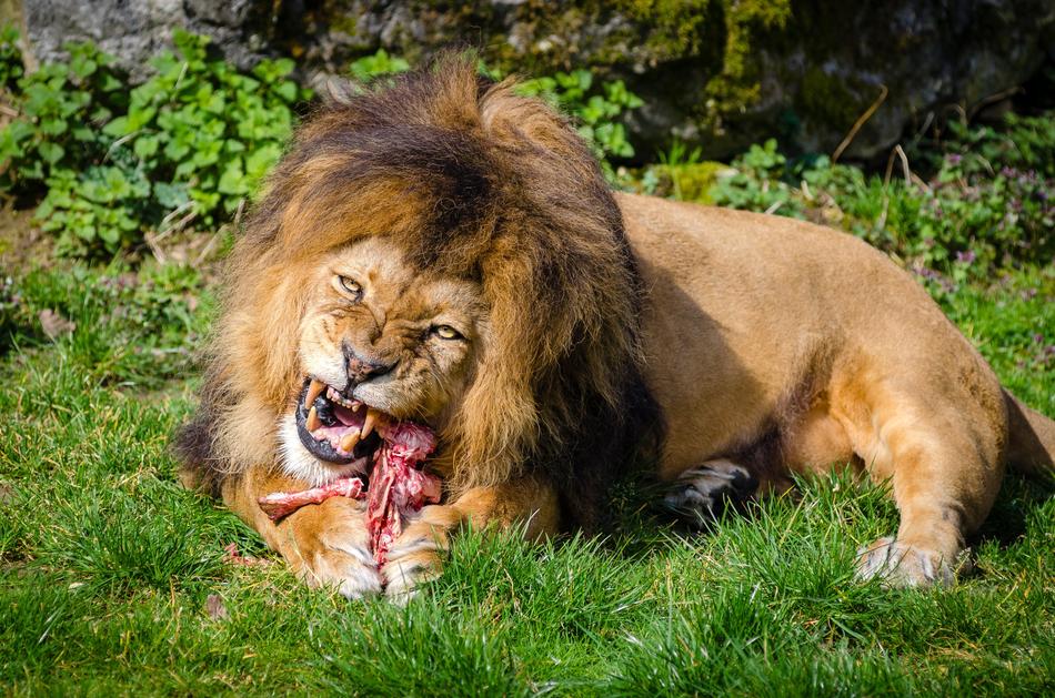 perfect Big Cat