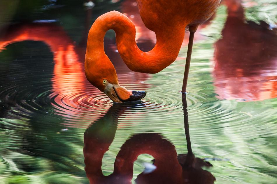 fabulous Flamingo Avian