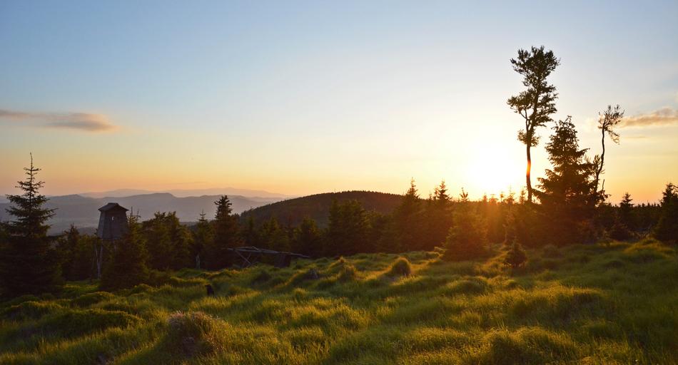 sunlight in the meadow