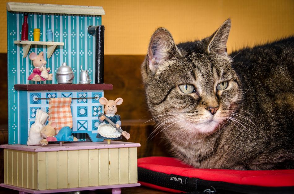 Cat rooking aside of toy Mouse house