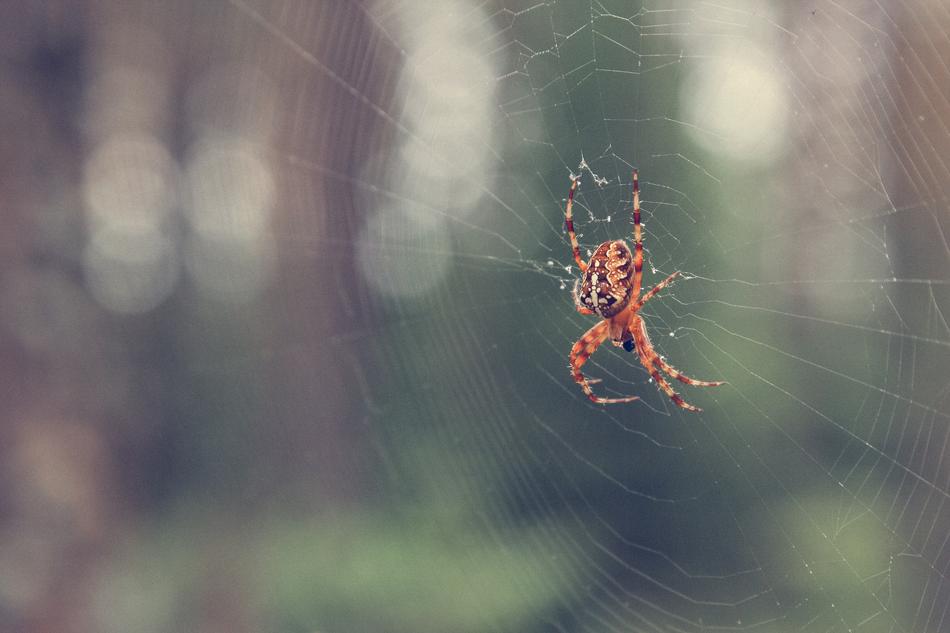 Autumn Forest Spider