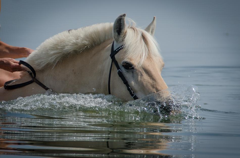 Horse Swimming Beach