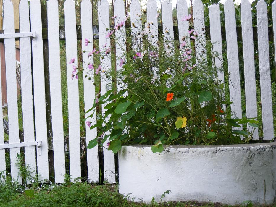 Flowers Plants White