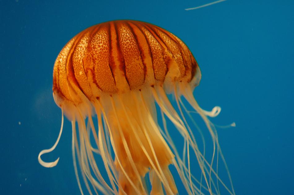 marine orange jellyfish in the ocean
