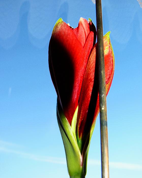 Amarillis tulip flower