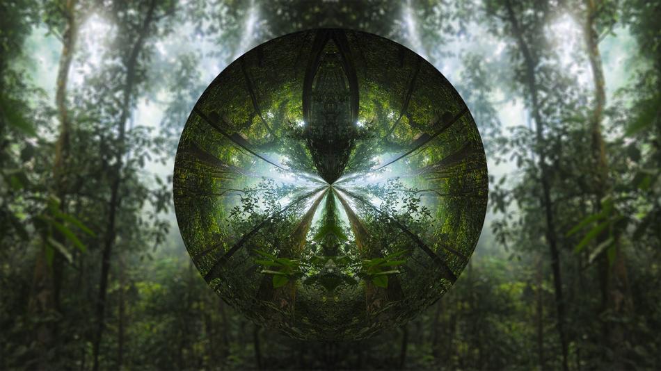 tree circle lens forest