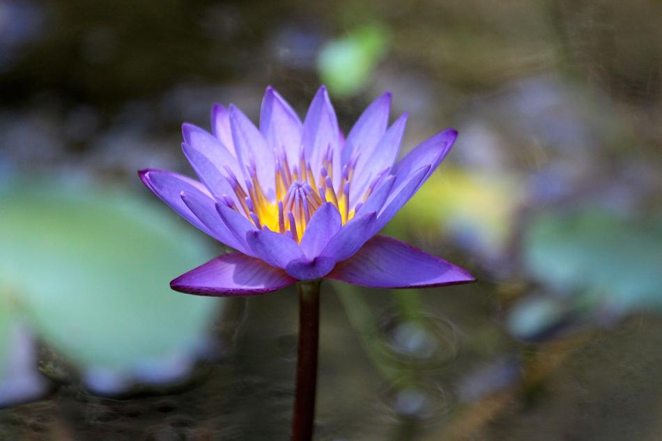 Water Lily Flower Plant